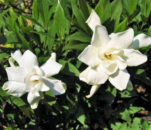 Frost Proof Gardenia 2 Gallon Pot Live Plant L9941