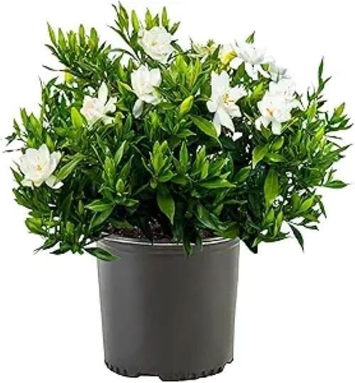 Frost Proof Gardenia 2 Gallon Pot Live Plant L9941