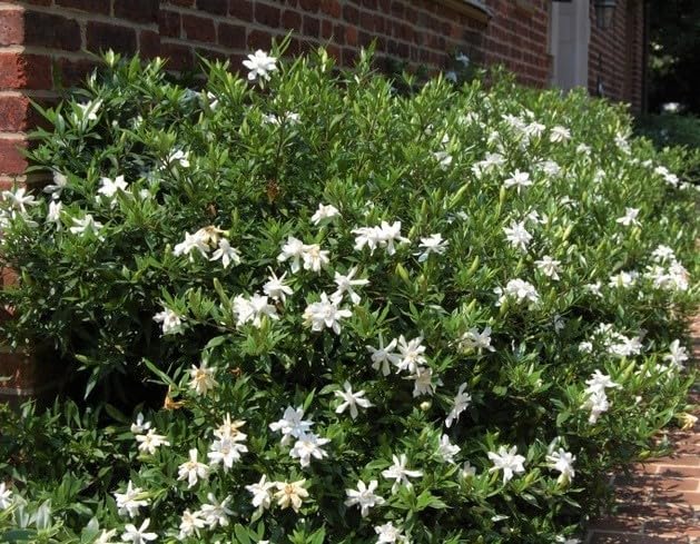 Frost Proof Gardenia 2 Gallon Pot Live Plant L9941