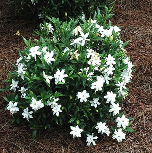 Frost Proof Gardenia 2 Gallon Pot Live Plant L9941